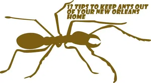 13 Genius Tips to Keep Ants Out of your New Orleans Home