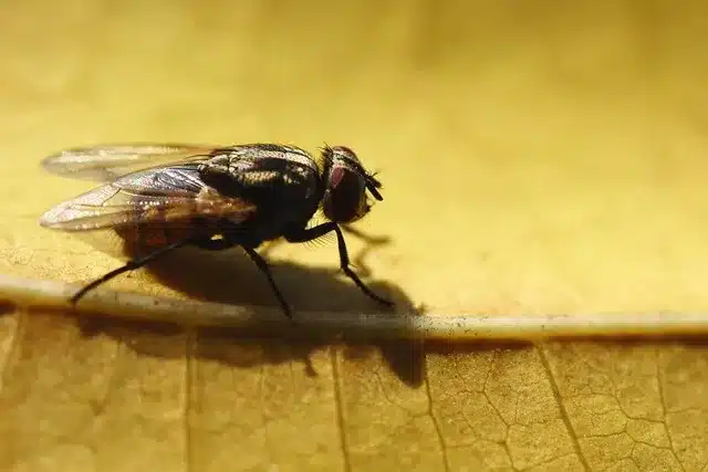 Fly Prevention Isn’t That Difficult