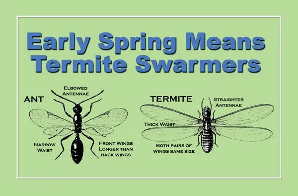 Termite Prevention Tips