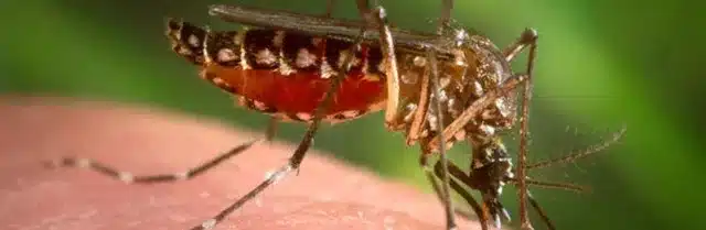 Mosquitoes Preying on You? Blame your Mom.
