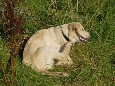 5 Ways to Keep Fleas and Ticks Off Your Pets