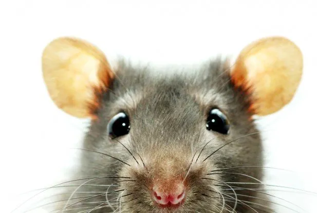 Mice Could Live In Your Car