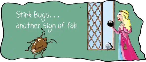 Stink Bugs, Fall Leaves, Pumpkins: Signs of Fall!