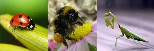 Three Insects We Don’t Kill