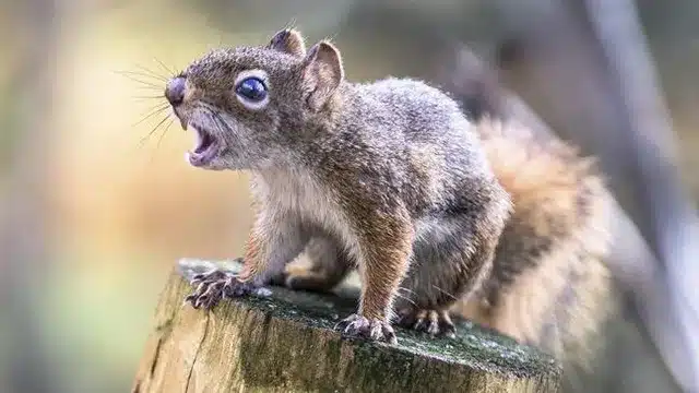 About Squirrels