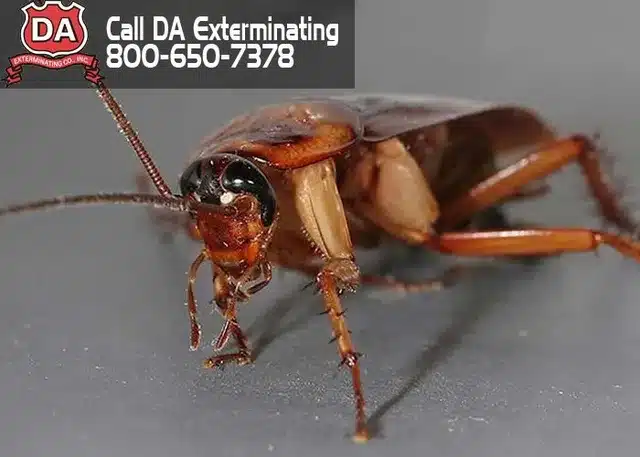 Cockroaches… Starve ’em Out