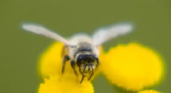 Honey Bee Problems?