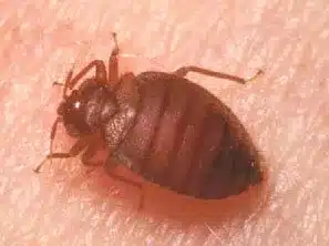 How to Keep from Bringing Bed Bugs Home from Your Vacation