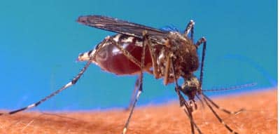 Mosquito Bites? Blame Your Mother!