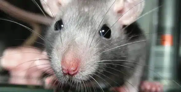 Rodents and the Health Risks They Pose