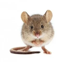 Rodents. . . 3 Things They LOVE bout Your House.