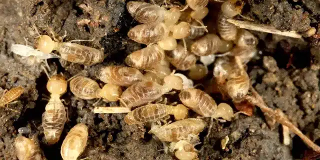 Signs that Something May be Eating Your House