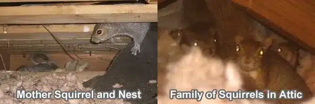 Squirrels in the Attic?