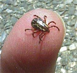 Ticks Ticking You Off?