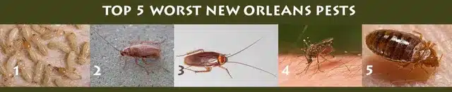 Top 5 New Orleans Pests