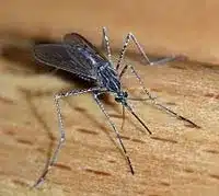 Zika Virus Found in U.S. Including Louisiana