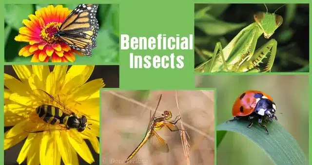 Beneficial Insects
