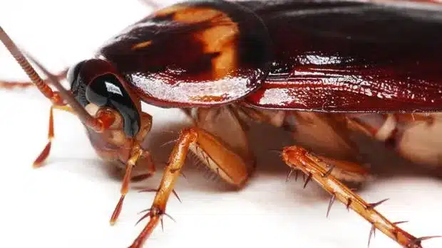 @#$% Cockroaches