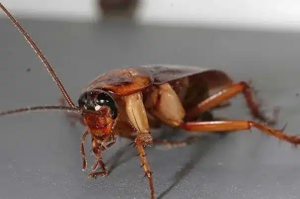 The Lowly Cockroach. . .How It Poses Threats to Health (and Happiness)