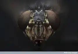 The Humble House Fly