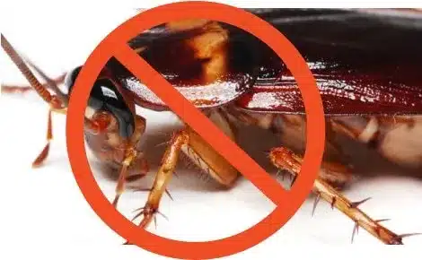 How to Keep Cockroaches from Invading your Abode