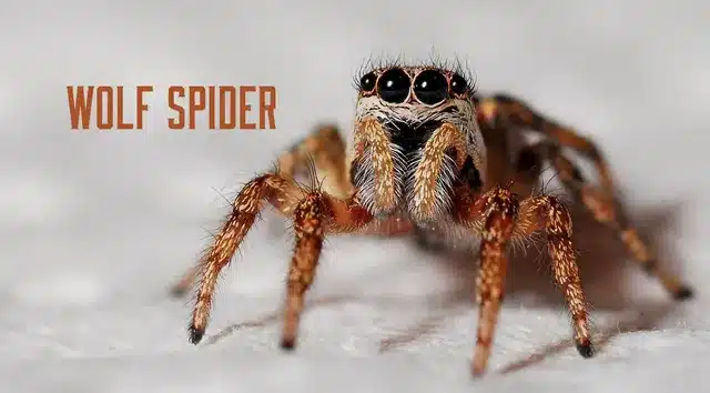 Wolf Spiders Not Truly Harmful